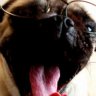 RainyPug