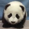 PandaqMCSG
