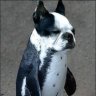AcepsThaGod