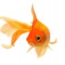 MooclansGoldfish