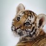 Tigers