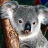 ProfessorKoala