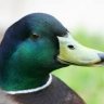 Mallards