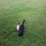 duckus
