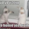 YoYoMyHommie