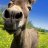 EpicDonkey66
