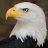 Eagle26