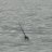 DivingNarwhal