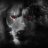 semihprince